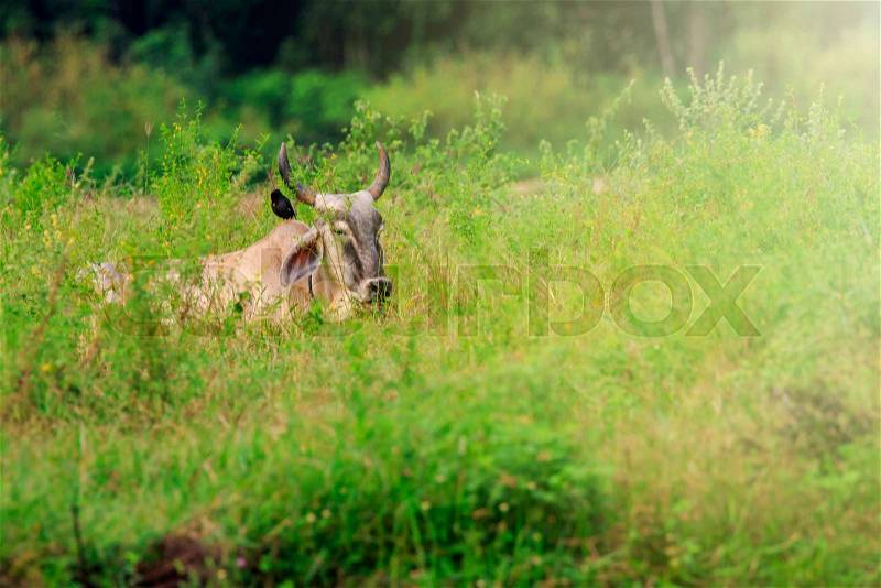 Image of brown cow relax on nature background. Animal farm, stock photo