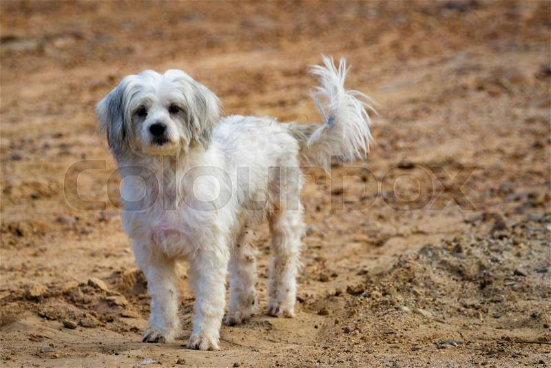 Image of white dog on nature background. Pet, stock photo