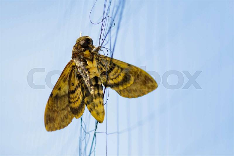 Image of butterfly (Moth) is attached to the net. Insect, stock photo
