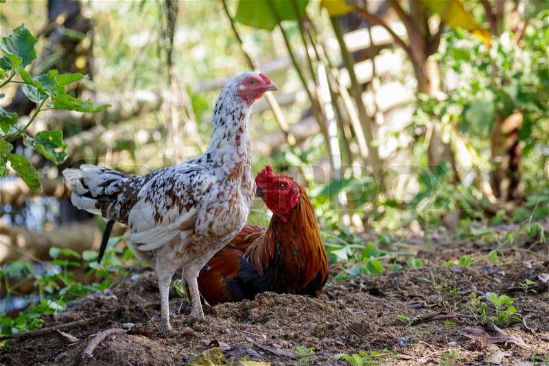 Image of a cock and hen on nature background. Farm Animals, stock photo