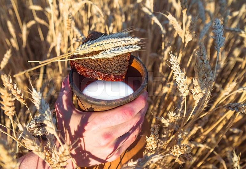 Clay old vessel with milk and bread in the hand against the background of wheat spikes, stock photo