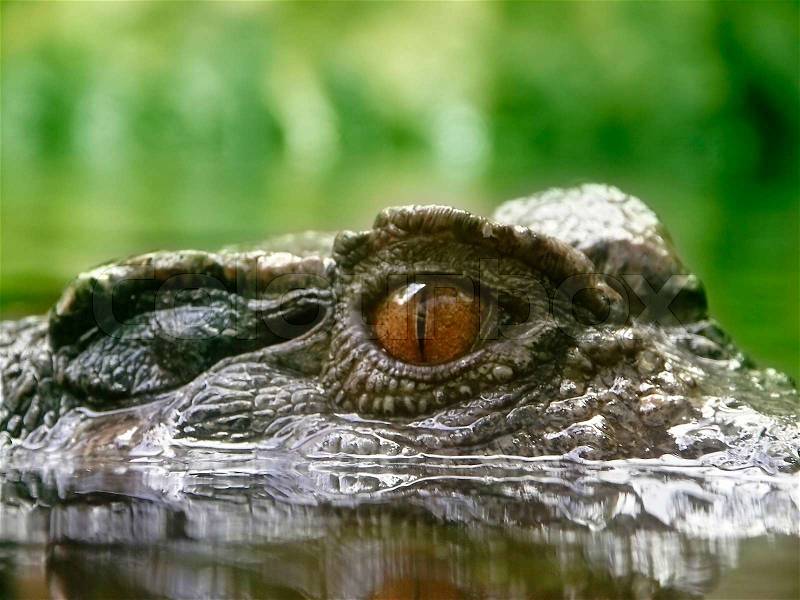 Close-up eye crocodile in water, stock photo