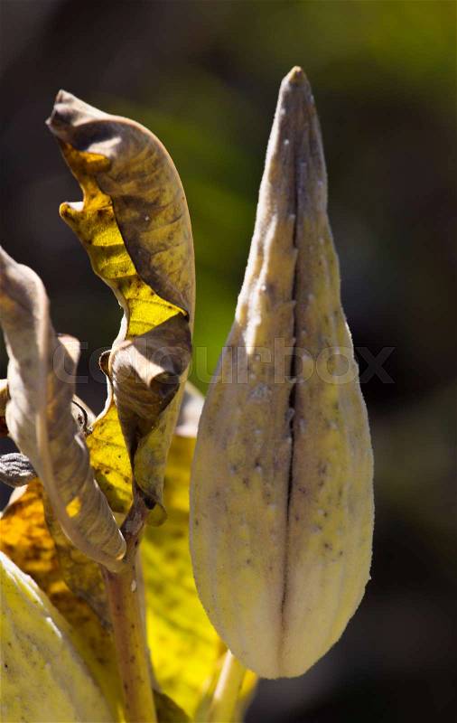 Asclepias autumn plant. Invasive milkweeds dry fruits. Uterus concept, stock photo