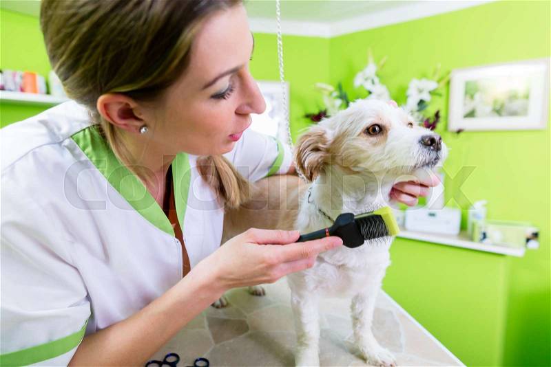 Pedicure for little dog in pet grooming parlor, woman is cutting his paws gently, stock photo
