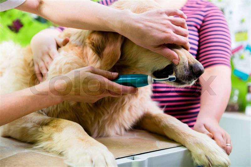 Big dog getting dental care by grooming woman at dog parlor, stock photo