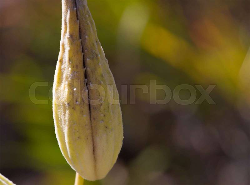 Asclepias autumn plant. Invasive milkweeds dry fruits. Uterus concept, stock photo