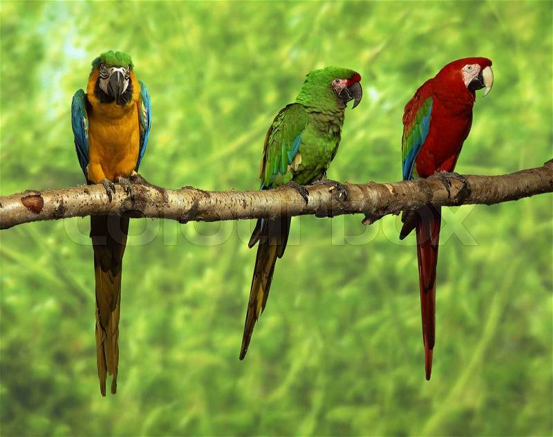 A couple of beautiful red and green , yellow macaw parrots, stock photo