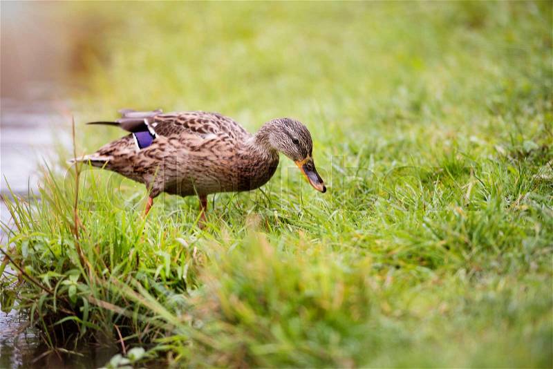 One duck on the lake bank standing or sleeping on the green grass, stock photo