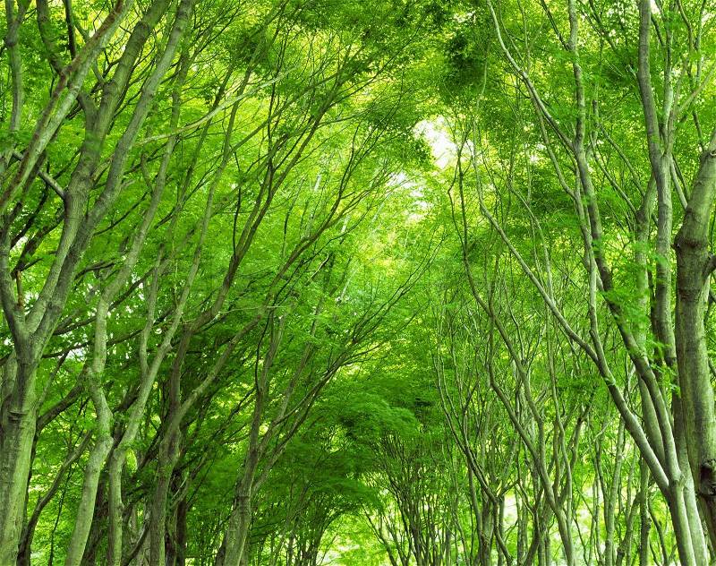 Woods Landscape Scene Green Wallpaper, stock photo