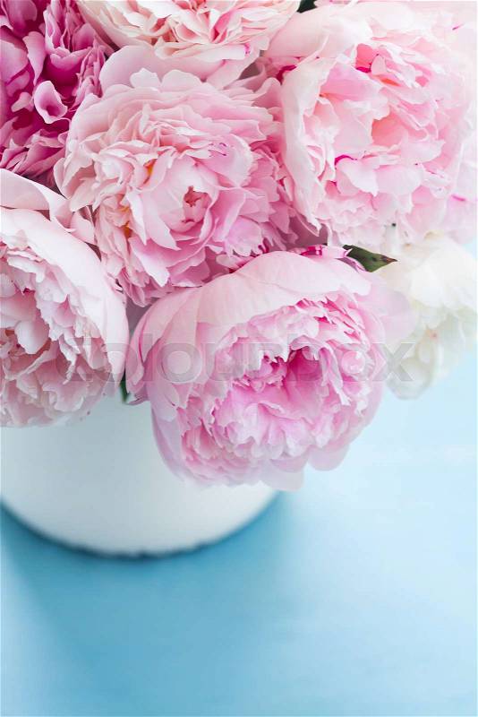 Pink fresh pink peony flowers in vase close up on blue table, stock photo