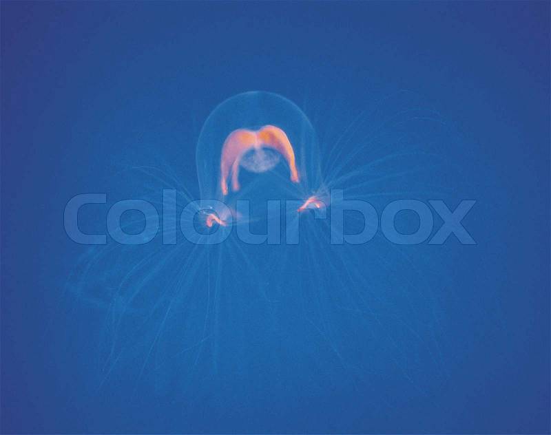 Jellyfish in aquarium isolated on blue background, stock photo