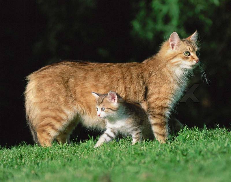 Big orange cat and a little orange kitten, stock photo