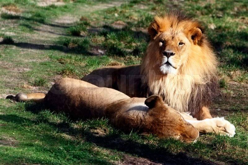Lion and lioness recumbent side by side, stock photo