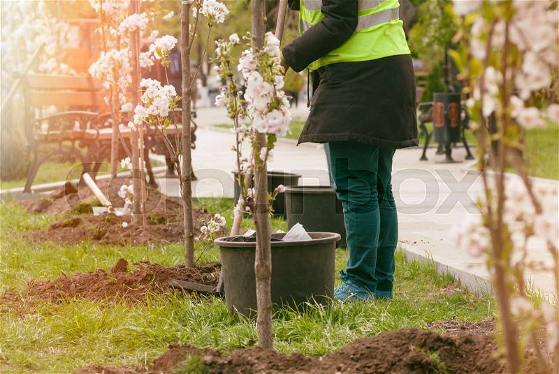 Group of people planting flowering trees in the park,filter applied, stock photo