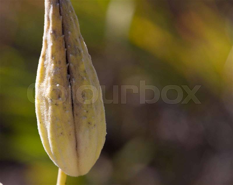 Asclepias autumn plant. Invasive milkweeds dry fruits. Uterus vagina concept, stock photo