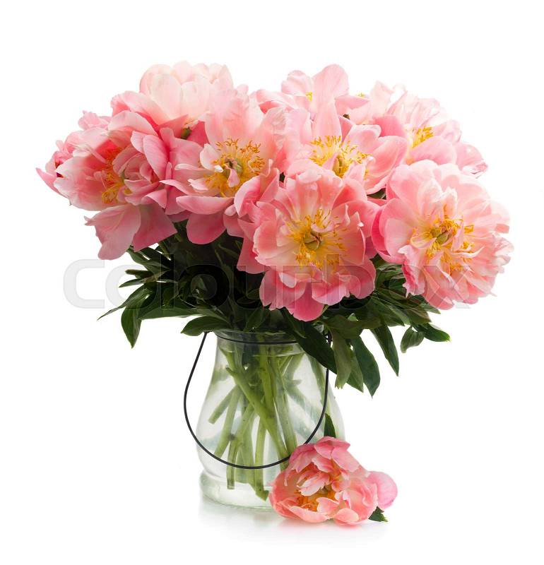 Blooming Fresh pink peony flowers in vase isolated on white background, stock photo