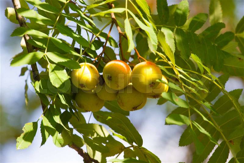 Sorbus domestica unripe fruits. Rowanberry fruit. Service tree, stock photo