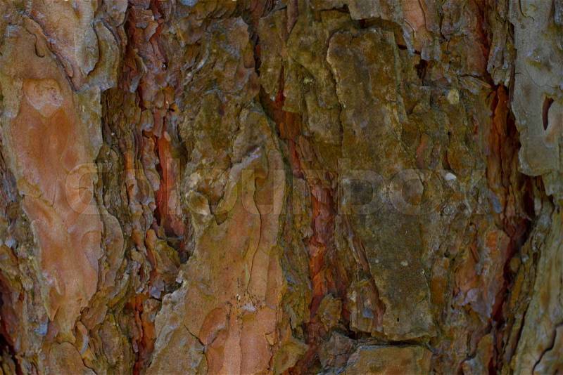 Pine tree bark background. Mulch. Wood texture, brown, stock photo