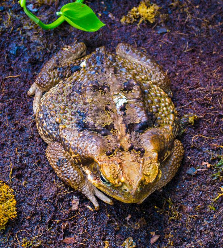 Toad frog in spring. Many frogs are found, stock photo