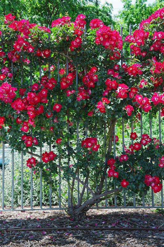 A beautiful rose bush adorningthe fence, stock photo