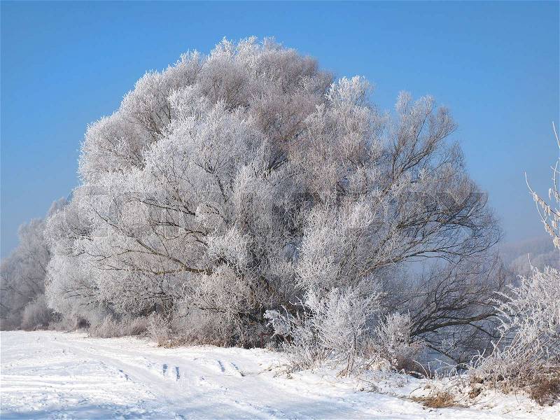 Winter landscape, river under the ice and tree branches covered with white frost, stock photo