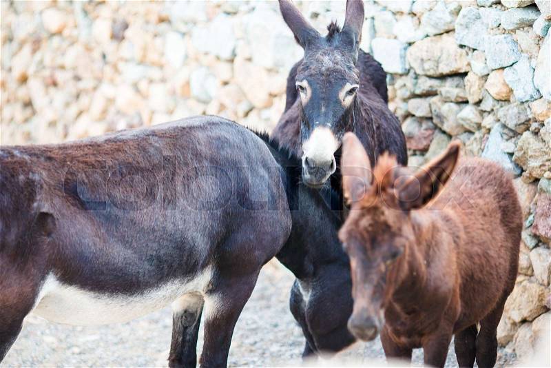 Funny donkeys on road in greek mountains. The best photo of donkey in the world, stock photo