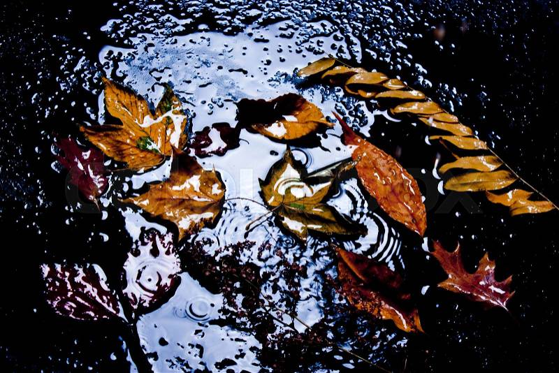 The leaves are yellow in a puddle, in the rain. Autumn day, stock photo