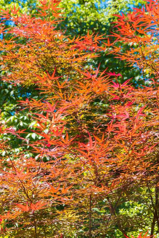 Red Japanese maple tree leaves, color of autumn. Natural background, stock photo
