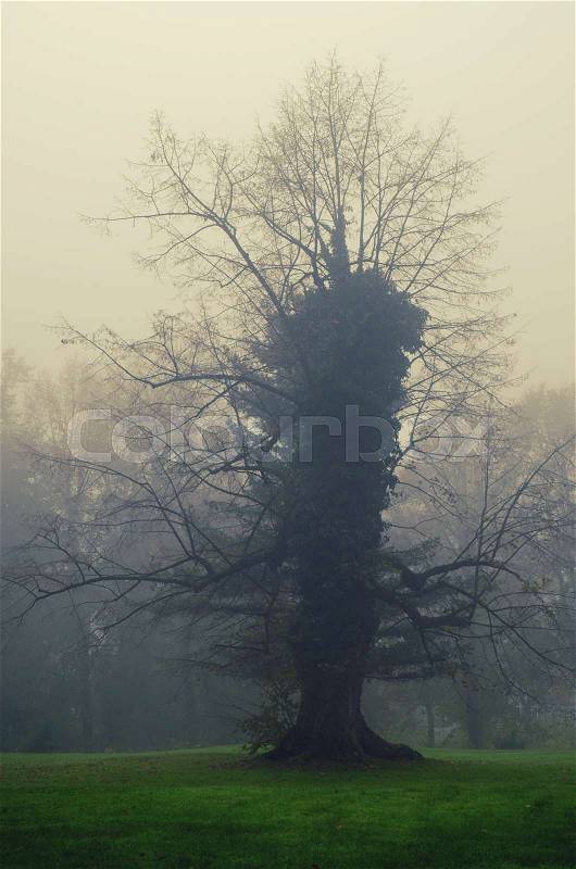 Strange single tree in the morning mist, moody natural hipster background, stock photo