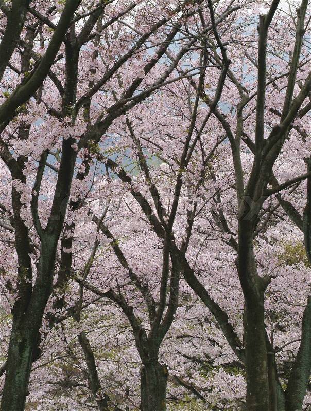 Cherry blossom, stock photo