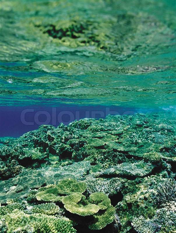 Corals and colorful tropical fish in the caribbean sea, Costa Rica, stock photo