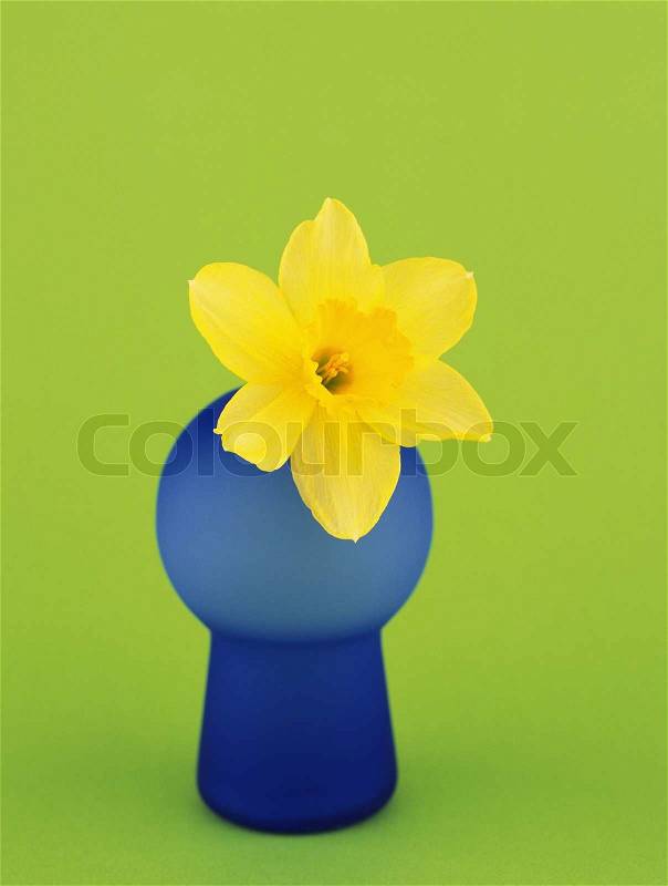 Yellow flower on blue vase on green background, stock photo