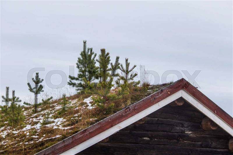 A beautiful wooden house in the forest with a grass and moss growing on a roof. Natural roof, traditional building in Norway. Beautiful autumn scenery, stock photo