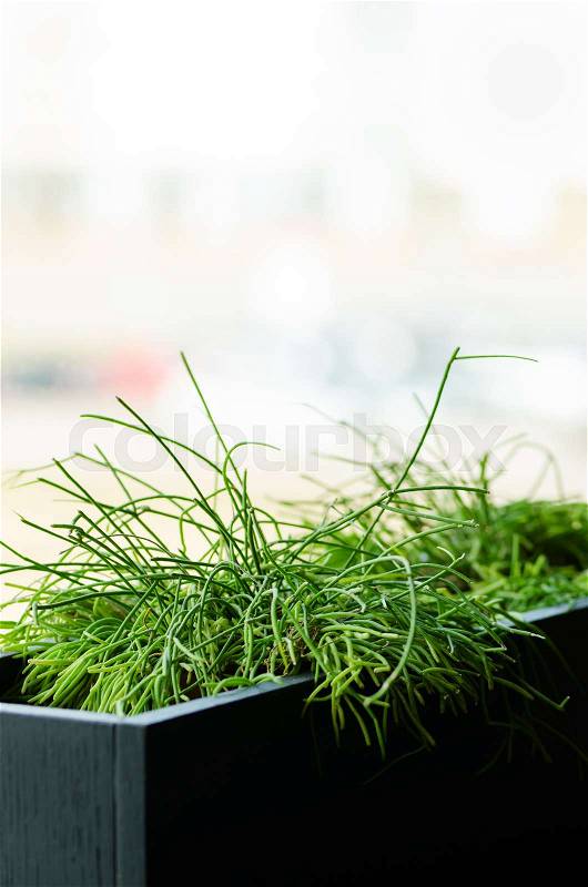 Green Plants or Grass in black Container, pot for Home, Restaurant, Cafe and Office Decoration. Spring and summer. Minimalistic lifestyle concept, stock photo