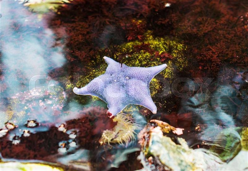 Purple sea star in coastal waters, stock photo
