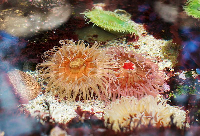 Sea anemones in coastal waters. Bunodactis reynaudi, stock photo