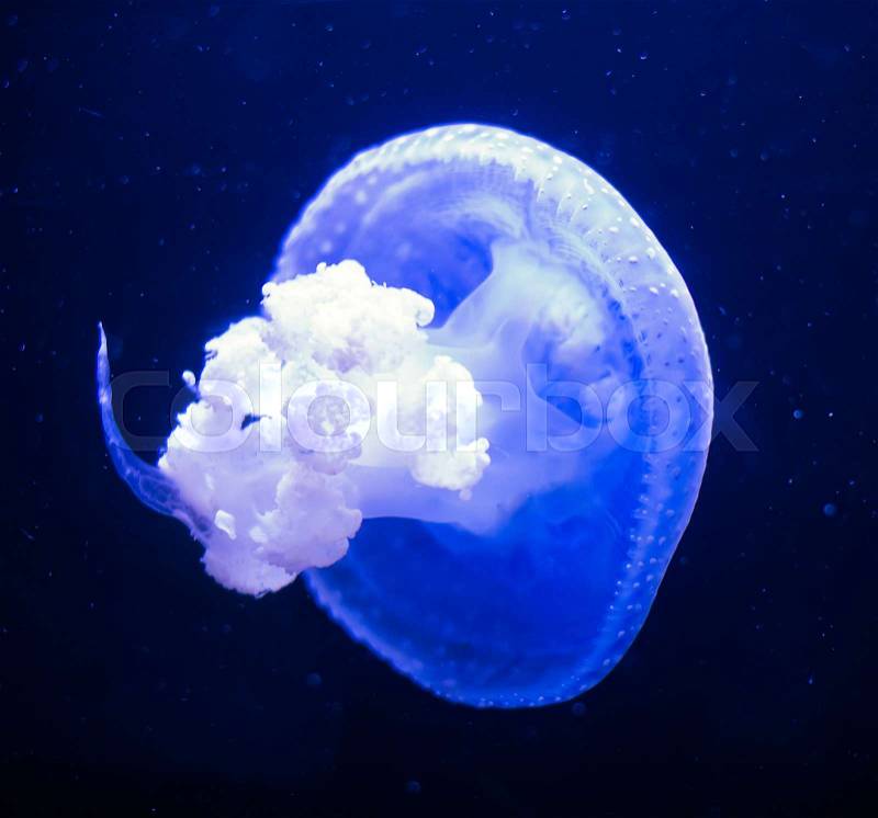 White-Spotted Jellyfish in deep sea. Phyllorhiza punctata, stock photo