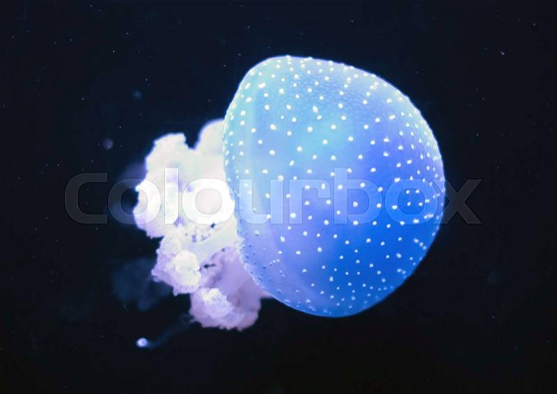 White-Spotted Jellyfish in deep sea. Phyllorhiza punctata, stock photo