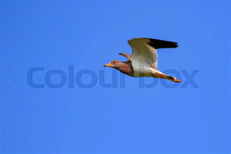 Image of red-wattled lapwing bird(Vanellus indicus) flying in the sky. Animal. Bird, stock photo