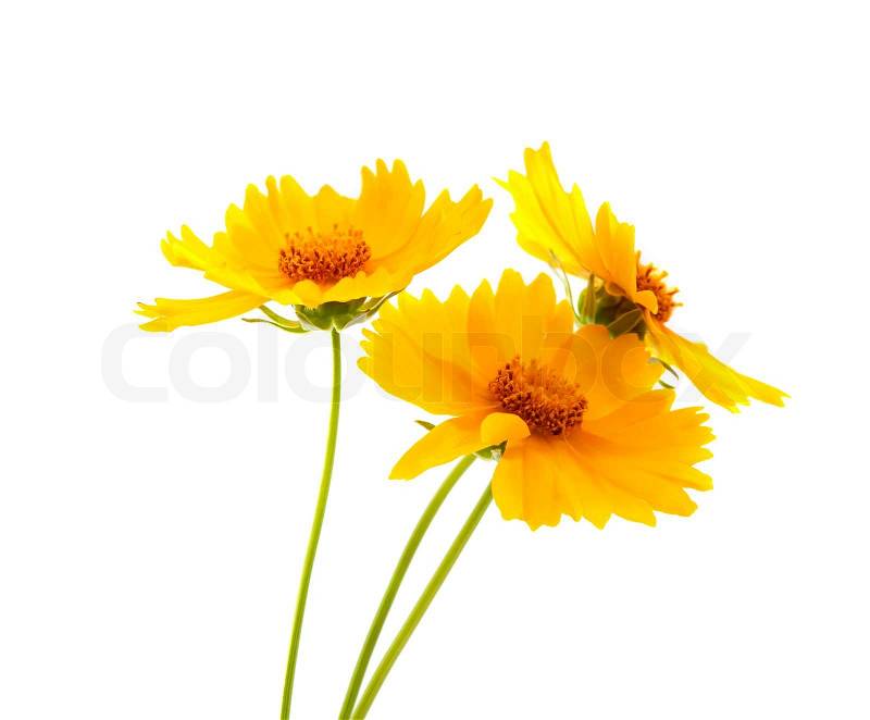 Yellow meadow flowers on a white ... | Stock Photo | Colourbox

