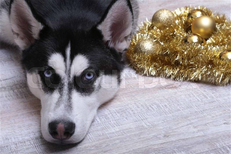 Siberian husky dog near the gift box, colorful balls and Christmas tree, stock photo