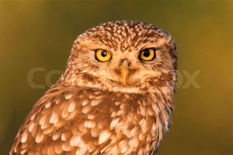 Cute owl, small bird with big eyes in the nature, stock photo