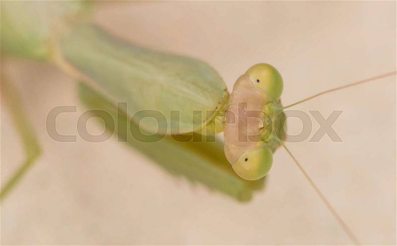 Green praying mantis on a wall (Mantis religiosa) - Selective focus on the head, stock photo