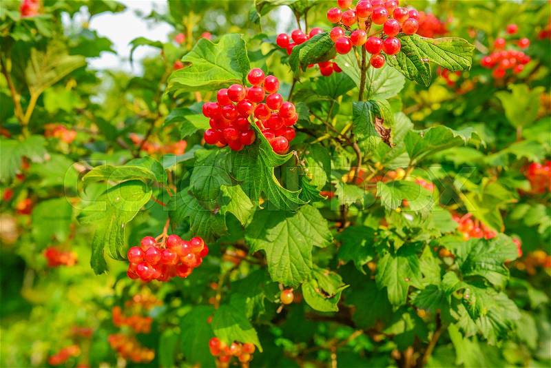 Bright red berries of a guelder-rose or Viburnum opulus bush on a sunny day in the Dutch summer season, stock photo