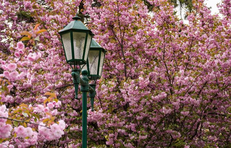 Old green lantern among cherry blossom. beautiful spring background, stock photo