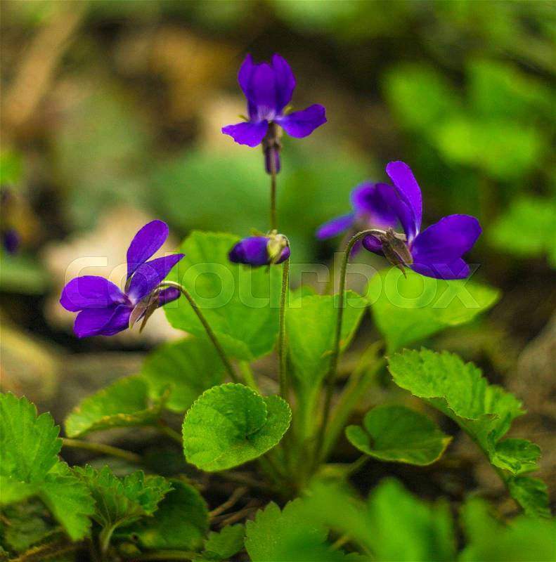 Flowers violets. Wood violets flowers close up. viola odorata. Violets in the wild, stock photo
