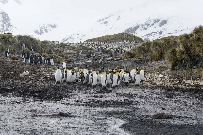 South Georgia landscape with king penguins, stock photo