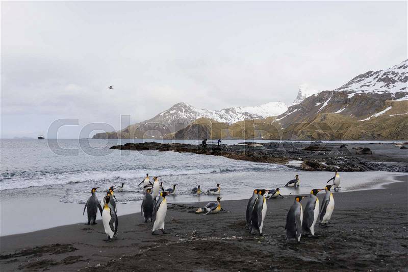 South Georgia landscape with king penguins, stock photo