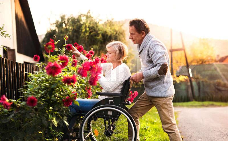 Senior couple on a walk. Senior man pushing a woman in a wheelchair on the village road. A disabled woman looking at flowers, stock photo