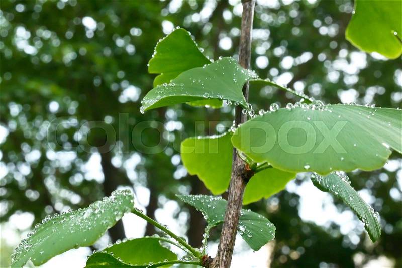 Detail of Small Ginkgo Tree After Rain, stock photo